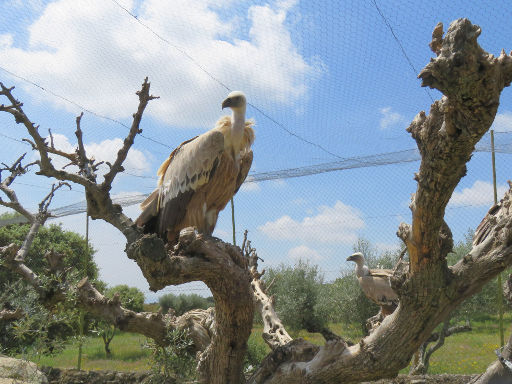 Zoo Safari Fauna Aventura, Hinojosa de San Vicente, Madrid, Spanien, Gänsegeier