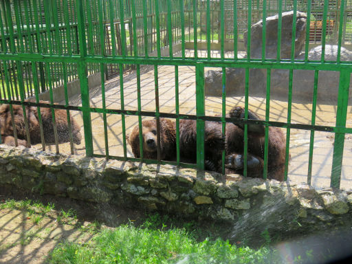 Zoo Safari Fauna Aventura, Hinojosa de San Vicente, Madrid, Spanien, Braunbär