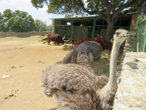 Zoo Safari Fauna Aventura, Hinojosa de San Vicente, Madrid, Spanien, Strauß