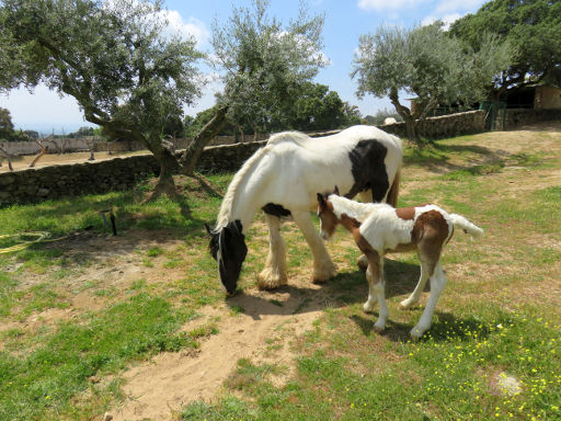 Zoo Safari Fauna Aventura, Hinojosa de San Vicente, Madrid, Spanien, Pferd mit Fohlen