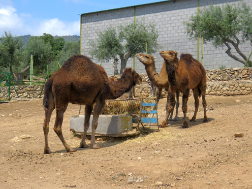 Zoo Safari Fauna Aventura, Hinojosa de San Vicente, Madrid, Spanien, Kamele