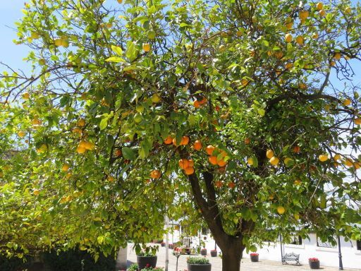 Bodegas Gonzalez Byass Tio Pepe, Jerez de La Frontera, Spanien, Baum mit Orangen und Zitronen