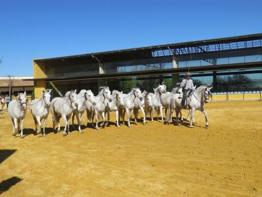 Yeguada de la Cartuja, Jerez de La Frontera, Spanien, Formation mit 9 Pferden und einem Reiter