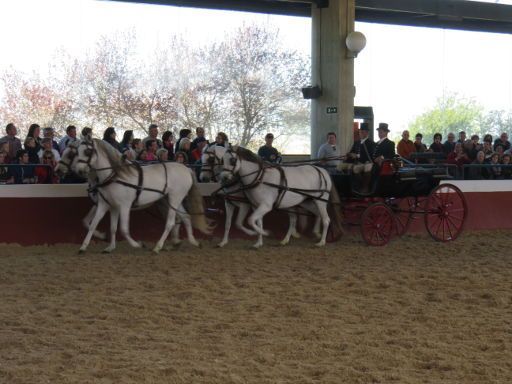 Yeguada de la Cartuja, Jerez de La Frontera, Kutsche mit vier Pferden