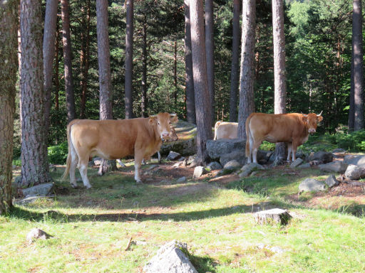 La Laguna negra, Soria, Spanien, freilaufende Kühe