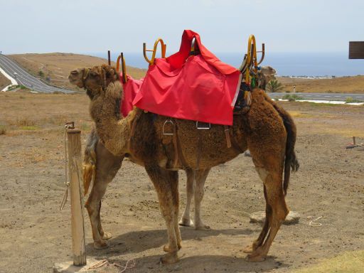 Mácher und Yaiza, Lanzarote, Spanien, Lanzarote a Caballo mit Kamelreiten