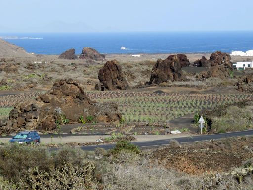 Lanzaloe Park, Órzola, Lanzarote, Spanien, Anbauflächen der Aloe Vera Pflanzen