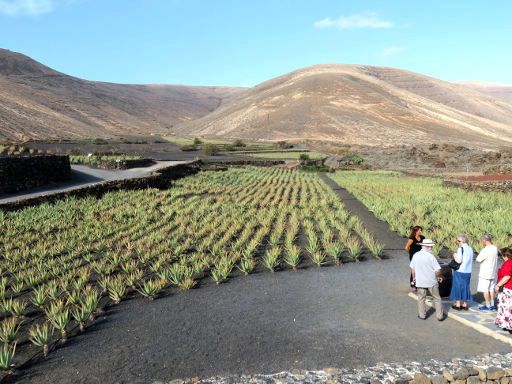 Lanzaloe Park, Órzola, Lanzarote, Spanien, Mehrsprachige Erklärungen zum Anbau und der Pflanze