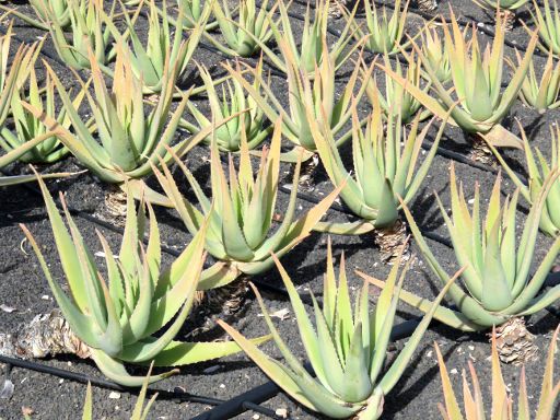 Lanzaloe Park, Órzola, Lanzarote, Spanien, Aloe Vera Pflanzen