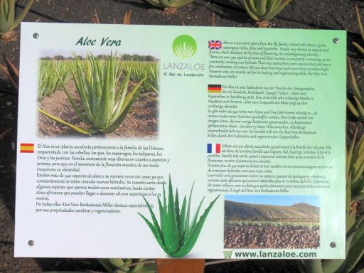 Lanzaloe Park, Órzola, Lanzarote, Spanien, Kurzbeschreibung der Aloe Vera Pflanze