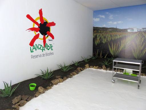 Aloe Plus Lanzarote, Yaiza, Lanzarote, Spanien, Anbauflächen der Aloe Vera Pflanzen