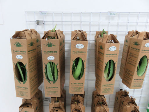 Aloe Plus Lanzarote, Yaiza, Lanzarote, Spanien, Pflanze zum Verkauf verpackt