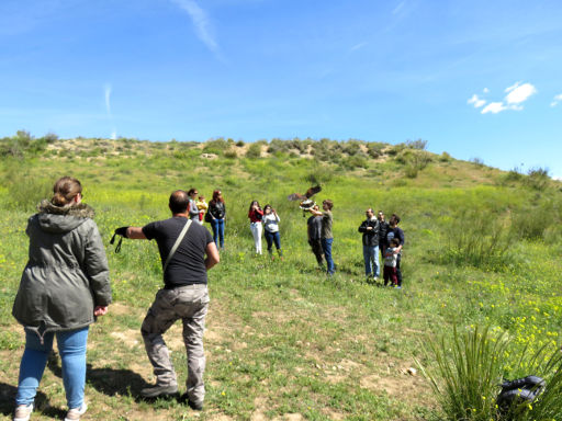 Emociones al Vuelo, Los Hueros, Villabilla, Spanien, Adler Flug zwischen den Gruppen