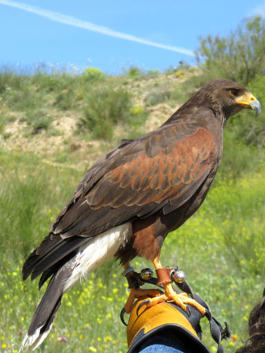 Emociones al Vuelo, Los Hueros, Villabilla, Spanien, Adler auf dem Lederhandschuh