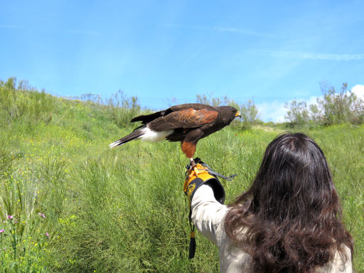 Emociones al Vuelo, Los Hueros, Villabilla, Spanien, Adler auf dem Lederhandschuh