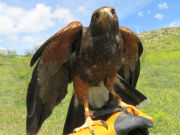 Emociones al Vuelo, Los Hueros, Villabilla, Spanien, Adler auf dem Lederhandschuh