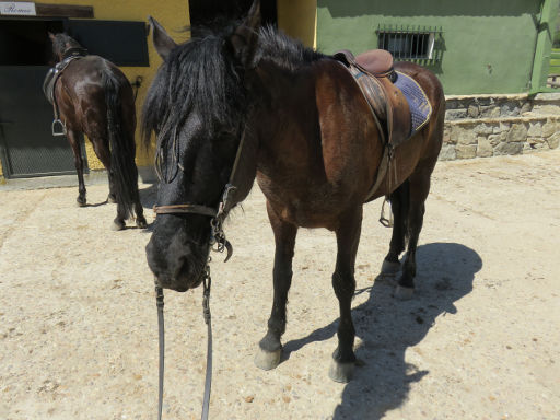 Prados Monteros Centro Hípico, Los Molinos, Madrid, Spanien, Pferd