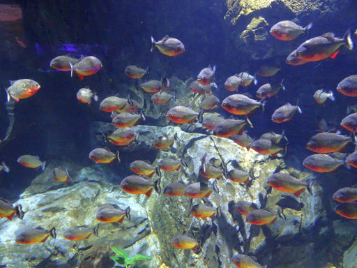Atlantis Aquarium, Madrid, Spanien, Roter Piranha, Pygocentrus nattereri