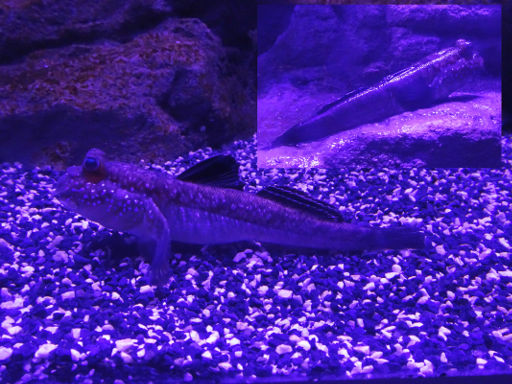 Atlantis Aquarium, Madrid, Spanien, Afrikanischer Schlammspringer, Periophthalmus barbarus