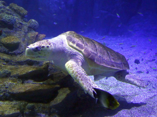 Atlantis Aquarium, Madrid, Spanien, Unechte Karettschildkröte, Caretta caretta