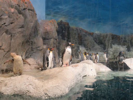 FAUNIA, Madrid, Spanien, Pinguine