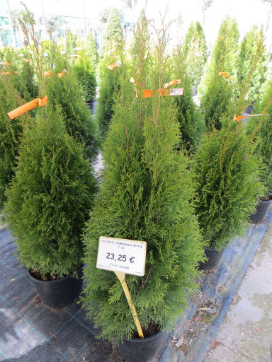 Gärtnerei, Jardineria, Vivero, Madrid, Spanien, Don Pedro Viveros, Thuja Orientalis Esmeralda circa 80 cm für 23,25 €