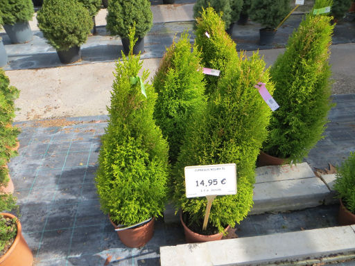 Gärtnerei, Jardineria, Vivero, Madrid, Spanien, Don Pedro Viveros, Cupressus macrocarpa „Wilma“ 5 Liter für 14,95 €