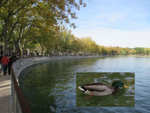 Lago de la Casa de Campo, Madrid, Spanien, Uferpromenade