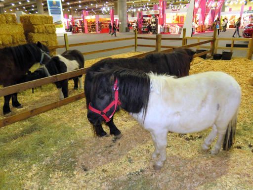 Madrid Horse Week 2017, Madrid, Spanien, Ponys für Kinderreiten