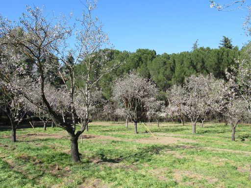 Park La Quinta de los Molinos, Mandelbaum Blüte, Madrid, Spanien, Mandelbaum Plantage