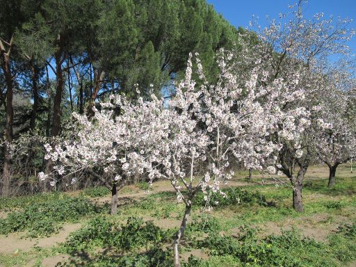 Park La Quinta de los Molinos, Mandelbaum Blüte, Madrid, Spanien, Mandelbaum Blüten Ende Februar