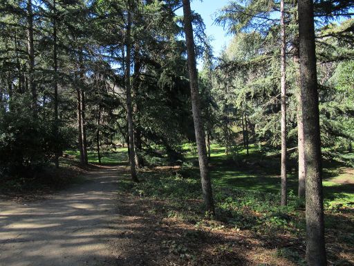 Park La Quinta de los Molinos, Mandelbaum Blüte, Madrid, Spanien, Wald im Park