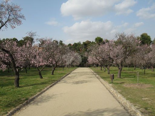 Park La Quinta de los Molinos, Mandelbaum Blüte, Madrid, Spanien, Mandelbaumblüte am 22. Februar 2023