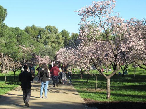 Park La Quinta de los Molinos, Mandelbaum Blüte, Madrid, Spanien, Besucher im Februar 2024