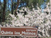 Park La Quinta de los Molinos, Mandelbaum Blüte, Madrid