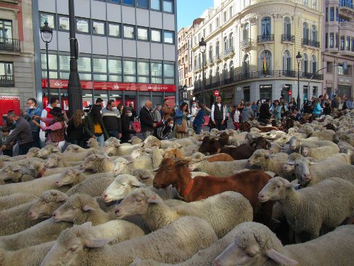 Wandertierfest 2021, Madrid, Spanien, Schafe und Ziegen in der Calle de Alcalá