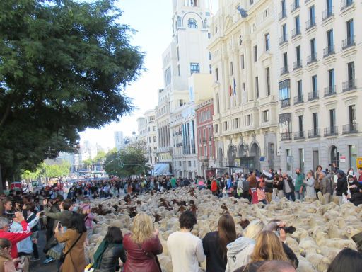 Wandertierfest 2021, Madrid, Spanien, Schafe und Ziegen in der Calle de Alcalá