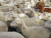 Wandertierfest 2021, Madrid, Spanien, Schafe und Ziegen in der Calle de Alcalá