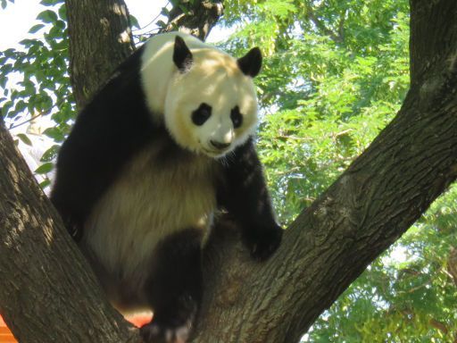 Zoo Aquarium, Madrid, Spanien, Panda im Baum