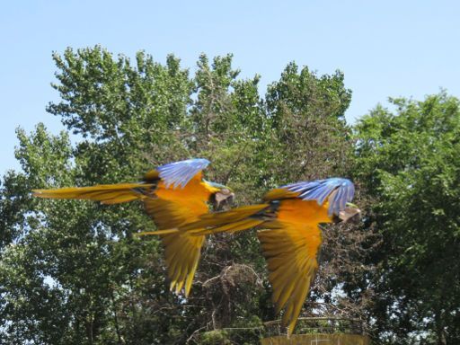 Zoo Aquarium, Madrid, Spanien, zwei Papageien im freien Flug