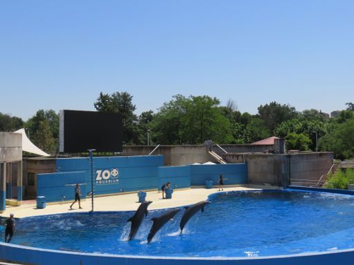 Zoo Aquarium, Madrid, Spanien, springende Delfine
