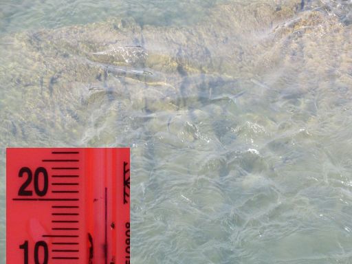 LXVII Decenso a nado Ría Navia, 2025 Schwimmwettbewerb, Navia, Spanien, Wasser in der Nähe vom Hafen