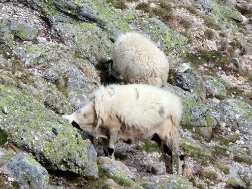 Pico de Urbión, Soria, Spanien, Schafe