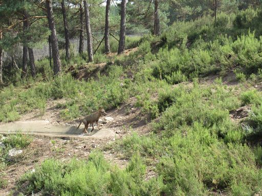 Centro del Lobo Ibérico de Castilla y León, Puebla de Sanabria, Robledo, Spanien, Wolf im Gehege