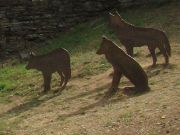 Centro del Lobo Ibérico de Castilla y León, Puebla de Sanabria, Robledo, Spanien, Eingang