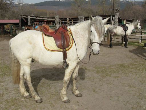 Caballos del Valle, Pferd Ausritt, Oteruelo del Valle, Spanien, weißes Pferd
