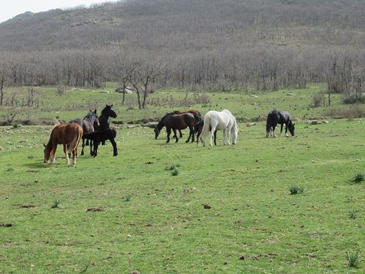 Caballos del Valle, Pferd Ausritt, Oteruelo del Valle, Spanien, Pferde auf der Weide