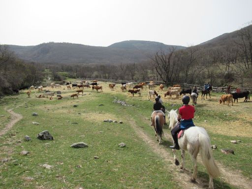 Caballos del Valle, Pferd Ausritt, Oteruelo del Valle, Spanien, Rinder auf der Weide