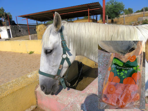 Finca El Recreo, Pferd Ausritt, San Martín de Valdeiglesias, Spanien, Zanahorias Mohrrüben als kleines Geschenk