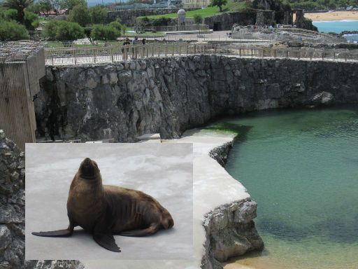 Península de La Magdalena, Santander, Spanien, Seelöwe